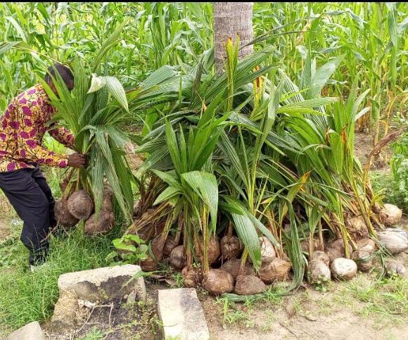 Coconut planting site in Akeve