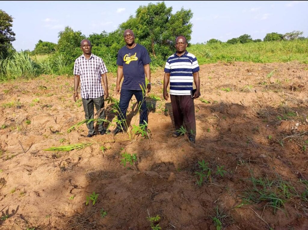 Palm and coconut planting in Dzogadze and Akeve